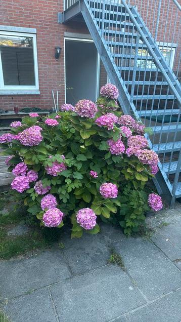 Hortensia roze beschikbaar voor biedingen