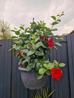 Planten mandevilla rood, Tuin en Terras, Ophalen, Zomer, Overige soorten