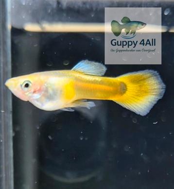 💛✨️️Yellow Tuxedo Guppen️💛✨️ beschikbaar voor biedingen