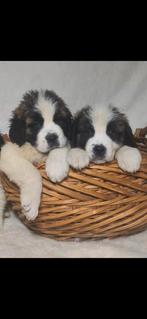 Sint-bernard, Dieren en Toebehoren, 8 tot 15 weken, Meerdere, Nederland, Fokker | Hobbymatig