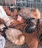 Fries hoenders 1 haan, 2 hennen, Dieren en Toebehoren, Pluimvee, Meerdere dieren, Kip