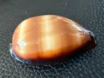 Zeldzame Cypraea Talpa Schelp, Ophalen of Verzenden, Schelp(en)