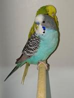 Grasparkiet man split blackwing, Mannelijk, Parkiet