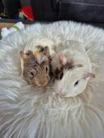 Cavia's, Dieren en Toebehoren, Knaagdieren, Oktober, Meerdere dieren, Cavia