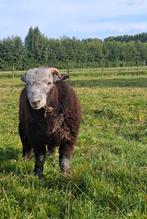 2 Herdwick ramlammeren, Vrouwelijk, Geit
