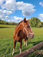 Te koop 3 jarige merrie, Merrie, Minder dan 160 cm, Gechipt, 3 tot 6 jaar