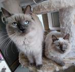 Hypoallergeen Neva Masquerade en Siberische kittens, Dieren en Toebehoren, Katten en Kittens | Raskatten | Langhaar, Meerdere dieren