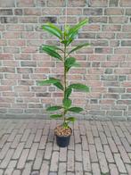 Wintergroene magnolia, Volle zon, Vaste plant, Zomer, Ophalen