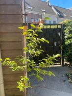 Amelanchier Krentenboom 120cm in Pot, Tuin en Terras, Planten | Bomen, Overige soorten, Lente, 100 tot 250 cm, Ophalen