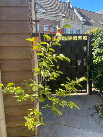 Amelanchier Krentenboom 120cm in Pot beschikbaar voor biedingen