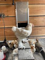 Brahma haantjes, Dieren en Toebehoren, Pluimvee, Mannelijk, Kip