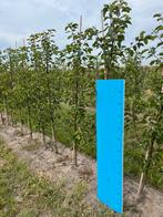 Pyrus call. ‘Chanticleer’ Zuilboom, Tuin en Terras, Lente, 100 tot 250 cm, Zuilboom, Ophalen