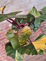 Philodendron Strawberry Shake XXL p17 (2), Huis en Inrichting, Kamerplanten, Ophalen of Verzenden, Overige soorten, Minder dan 100 cm