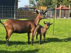 Te koop dwerggeiten, Dieren en Toebehoren, Schapen, Geiten en Varkens, Mannelijk, Geit