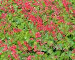 Heuchera sanguinea Leuchtkäfer, Volle zon, Vaste plant, Zomer, Ophalen