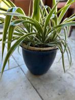 Kamerplant graslelie in mooie pot, Chlorophytum comosum, Ophalen of Verzenden, Zomer, Overige soorten, Halfschaduw