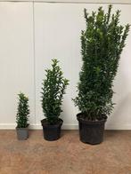 Goedkoopste haag planten taxus ilex laurier beuken liguster, Ophalen, Beukenhaag, Haag, Minder dan 100 cm