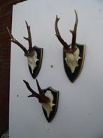 3 ree geweien (10) , samen voor 30 euro, Ophalen of Verzenden, Zo goed als nieuw, Wild dier, Gewei of Kop