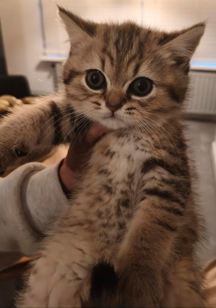 Britsche kittens ( geen Scottish ), Dieren en Toebehoren, Katten en Kittens | Overige Katten, Kortharig, Poes, 0 tot 2 jaar
