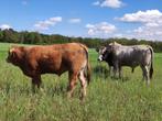 Limousin stier 13 maand oud. Leptospirose, ibr en bvd vrij., Dieren en Toebehoren, Runderen, Mannelijk, 0 tot 2 jaar