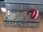 Glazen hok dwerghamster, Dieren en Toebehoren, Gebruikt, Minder dan 75 cm, Ophalen, Minder dan 60 cm