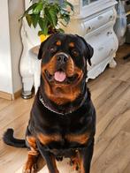 TOCHT NAAR CHATHAM 1667 - 2017 BIJ JOHN, Verzenden, Overige landen, Overige waardes, Goud