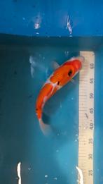 Sanke tosai 30 cm Marusei, Dieren en Toebehoren, Vissen | Vijvervissen, Karper of Koi
