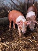 Te koop 2 prachtige husumer zeugjes, Dieren en Toebehoren, Schapen, Geiten en Varkens, Vrouwelijk, Varken