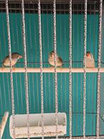 Zebravinkjes, Dieren en Toebehoren