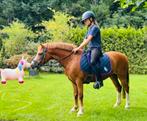 Leuke 6 jarige Welsh pony ruintje tarzan te koop, Dieren en Toebehoren, B, Gechipt, Ruin, Springpony
