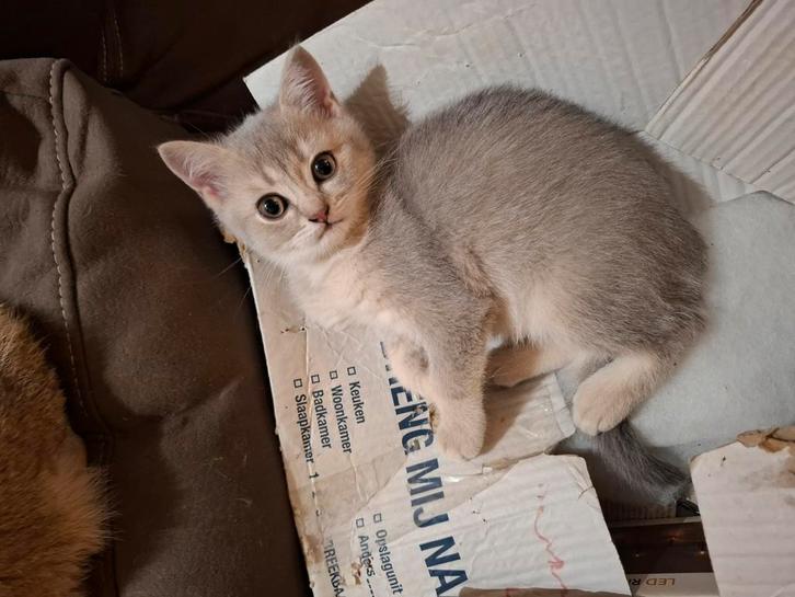 Prachtige bleu golden shaded brits korthaar katertjes, Dieren en Toebehoren, Katten en Kittens | Raskatten | Korthaar, Kater, Ontwormd