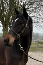 Mooie ruin, Dieren en Toebehoren, Ruin, 3 tot 6 jaar, 160 tot 165 cm, Recreatiepaard
