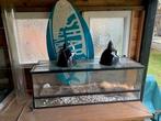 Terrarium, Dieren en Toebehoren, Reptielen en Amfibieën | Toebehoren, Ophalen, Gebruikt, Terrarium of Paludarium
