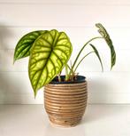 Alocasia Dragon Scale, Ophalen of Verzenden, Zo goed als nieuw, Rond, Minder dan 25 cm