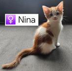 Halve Maine Coon kittens, super lieve pluizeballen, Dieren en Toebehoren, Meerdere dieren, Ontwormd, 0 tot 2 jaar