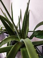 Aloë Vera kamerplant, Huis en Inrichting, Kamerplanten, Ophalen, Overige soorten, Minder dan 100 cm
