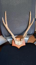 gewei geweien hoorn schedel, Verzamelen, Dierenverzamelingen, Ophalen of Verzenden, Gebruikt, Hert, Gewei of Kop