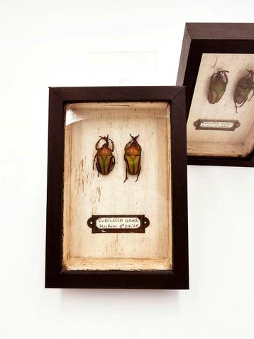 Taxidermie keverkastje Eudicella Gralli Hubini uit Zaïre beschikbaar voor biedingen
