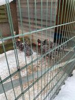 Sussex kippen, Vrouwelijk, Kip