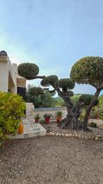 Gerenoveerde Finca met olijfboomgaard Perello, Spanje, 120 m², Spanje, 5 kamers, Woonhuis