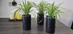 Kamerplant Graslelie (Chlorophytum) 3 voor €10.00, Ophalen