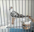 Bonte jonge diamantduifjes te koop., Dieren en Toebehoren, Meerdere dieren, Tropenvogel, Tam