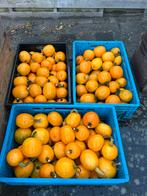 Partij kalebassen oranje/geel, Ophalen of Verzenden, Volle zon