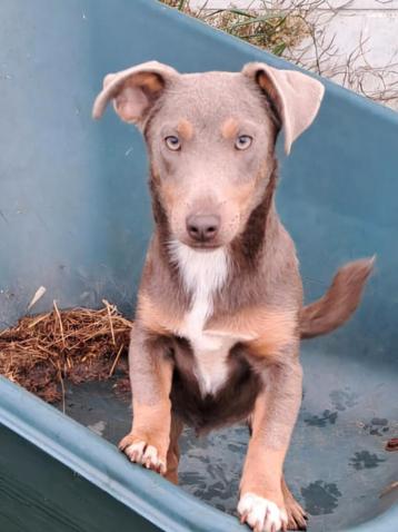   Prachtige Jonge Jack Russell Reutjes beschikbaar voor biedingen