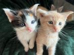 Maine coon kruising kittens ,maincoon, main coon, Dieren en Toebehoren, Katten en Kittens | Raskatten | Langhaar, Poes, Gechipt