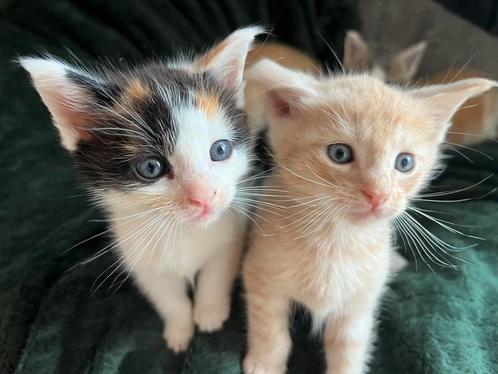 Maine coon kruising kittens ,maincoon, main coon, Dieren en Toebehoren, Katten en Kittens | Raskatten | Langhaar, Poes, 0 tot 2 jaar