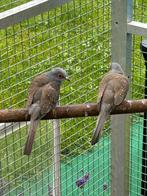 Diamant duiven, Meerdere dieren, Geringd