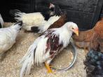 Yokohama Groot ras, Dieren en Toebehoren, Pluimvee, Geslacht onbekend, Kip
