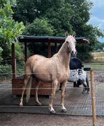 Paddock/mesthulp gezocht! 🐎