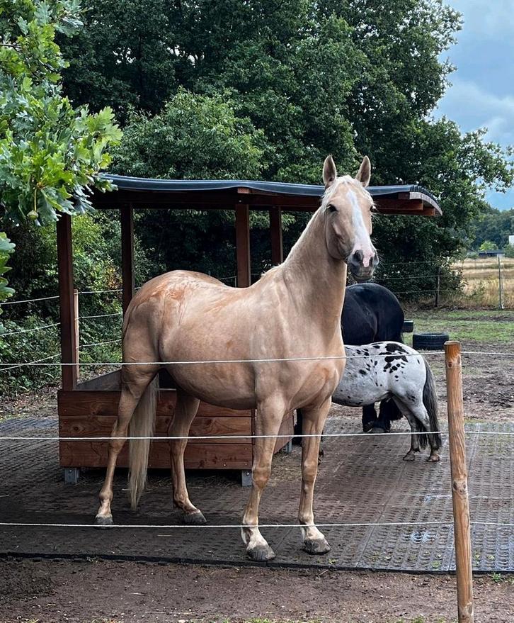 Paddock/mesthulp gezocht! 🐎, Dieren en Toebehoren, Stalling en Weidegang